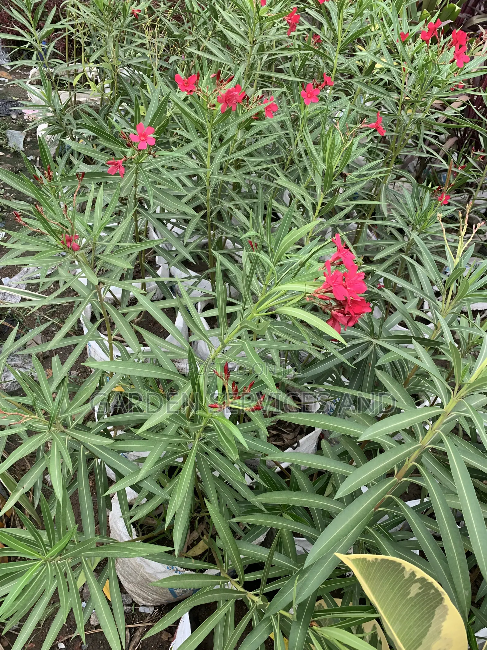 Oleander for Sale