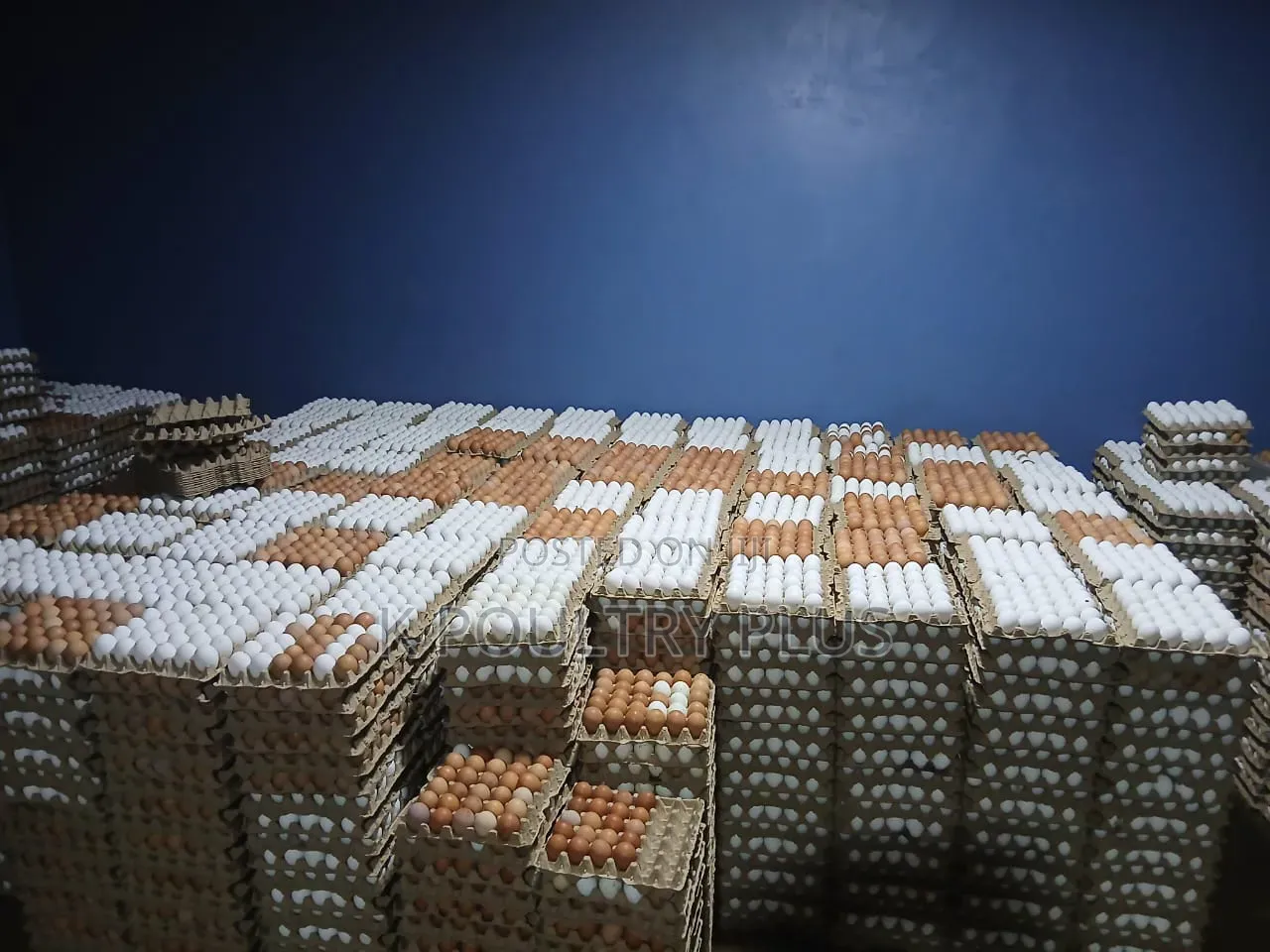Egg Depot Wholesale Retail