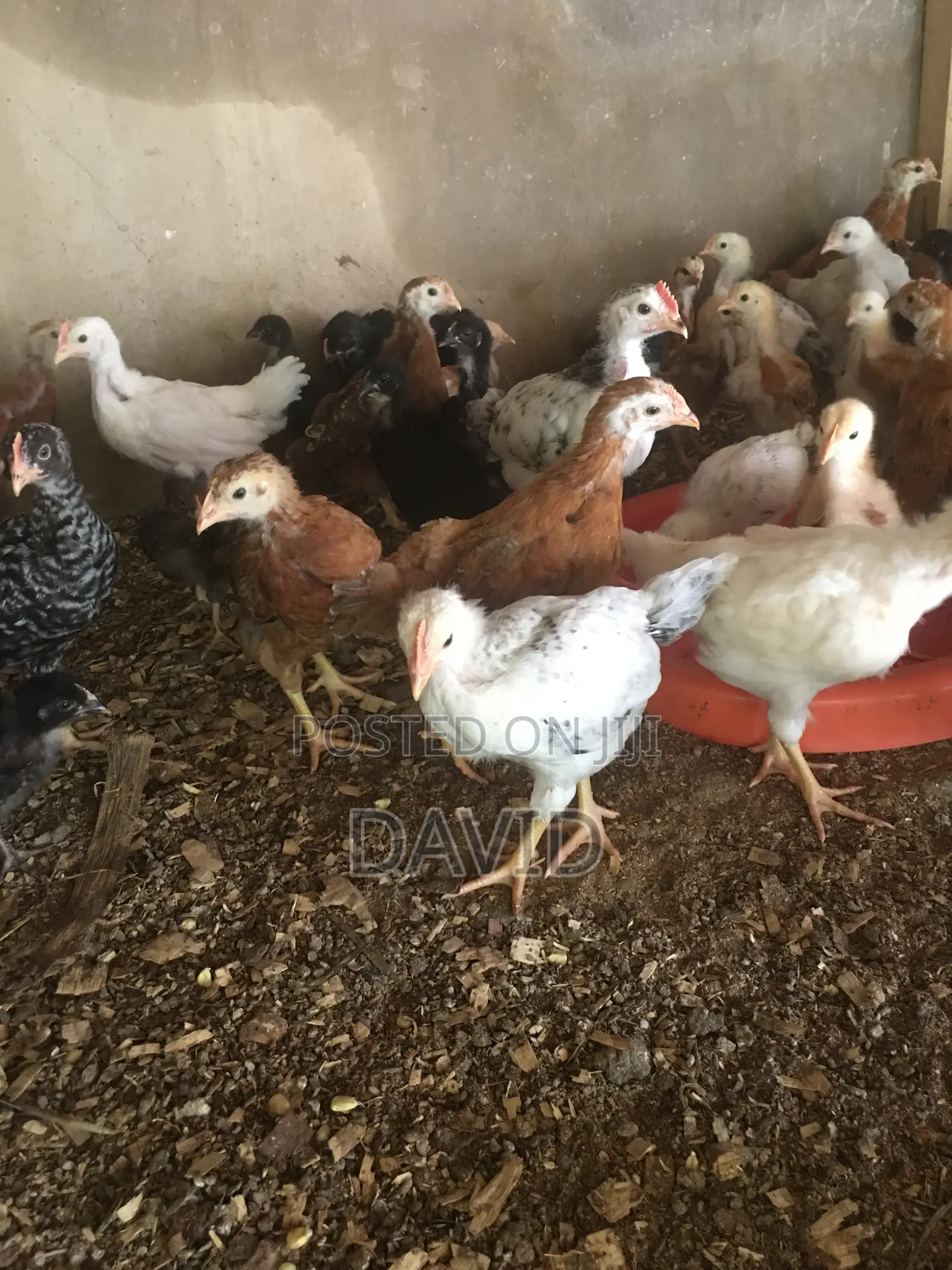 5 Weeks Old Chicks