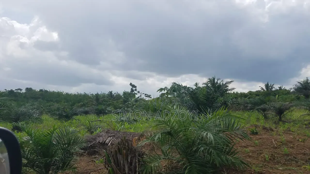 50,000 Acres for Rubber and Palm Trees Farming