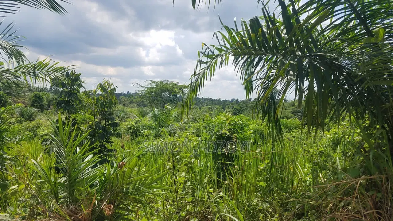 50,000 Acres for Rubber and Palm Trees Farming