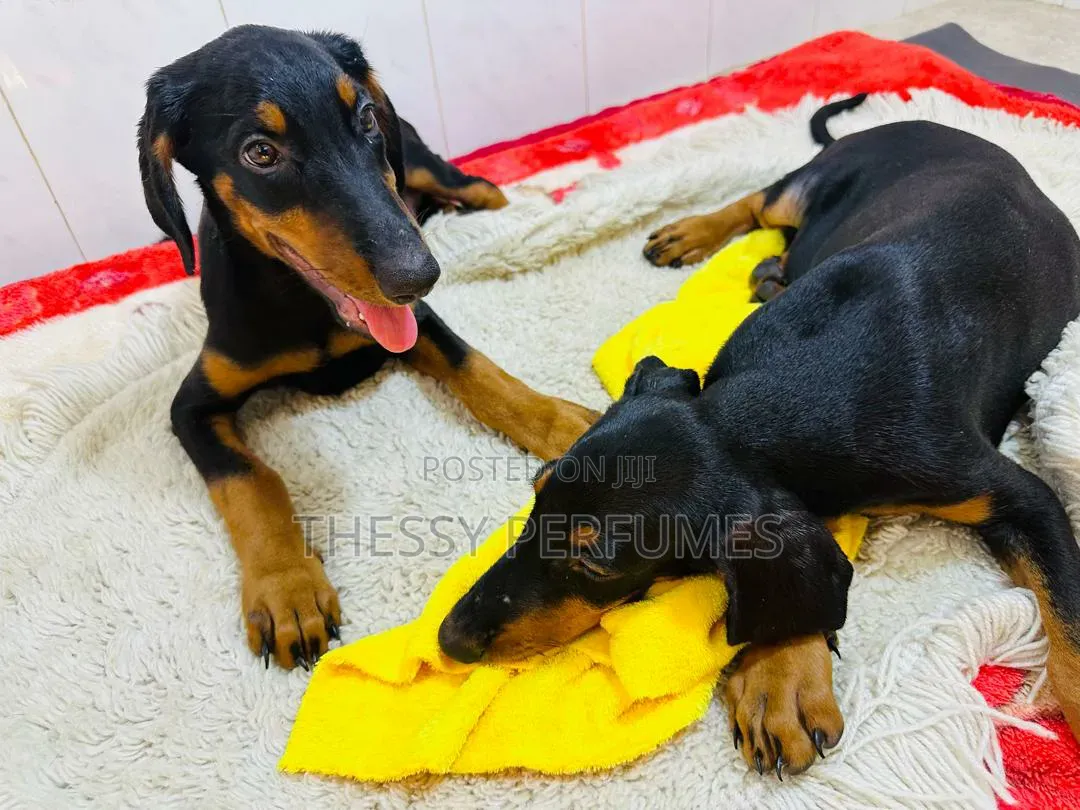 1-3 months Male Purebred Doberman Pinscher