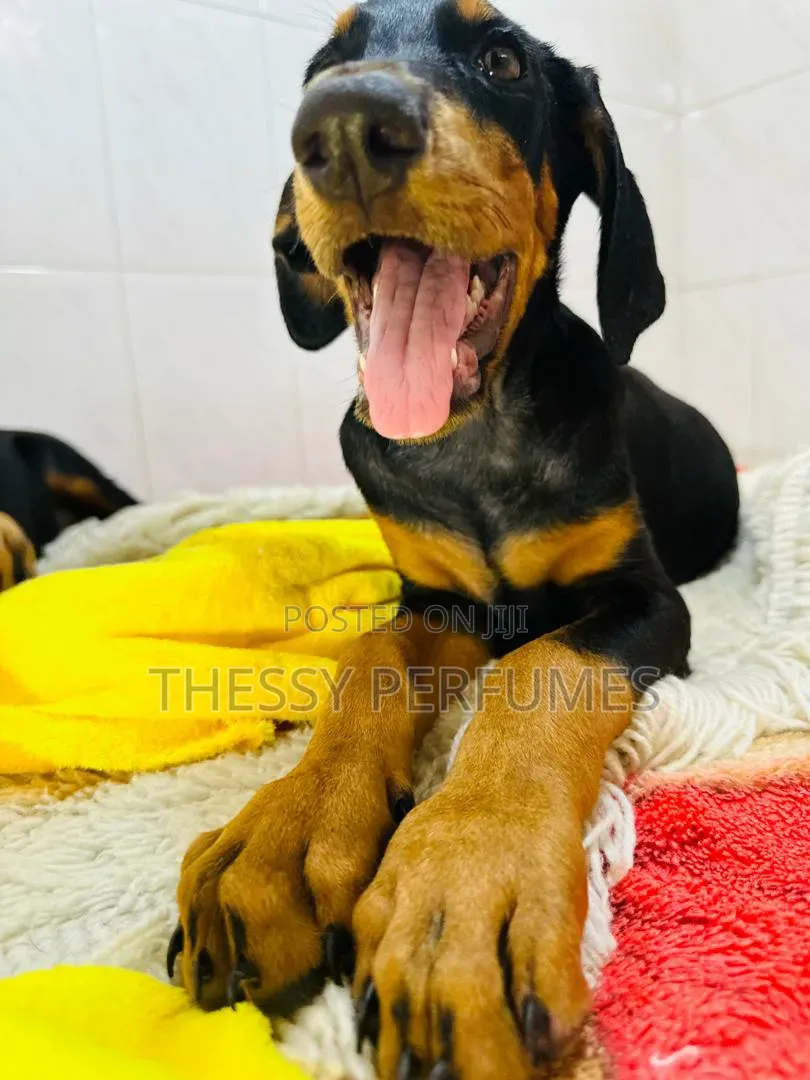 1-3 months Male Purebred Doberman Pinscher
