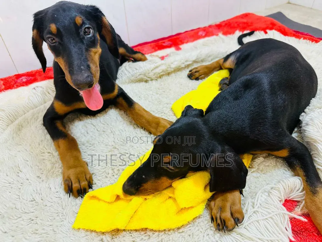 1-3 months Male Purebred Doberman Pinscher