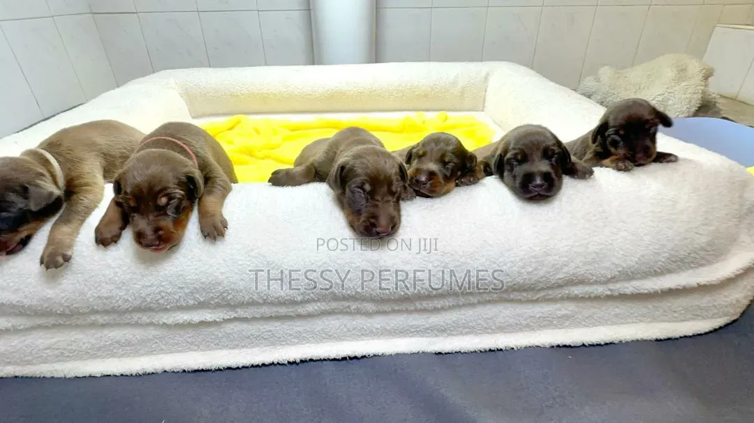 0-1 month Female Purebred Doberman Pinscher