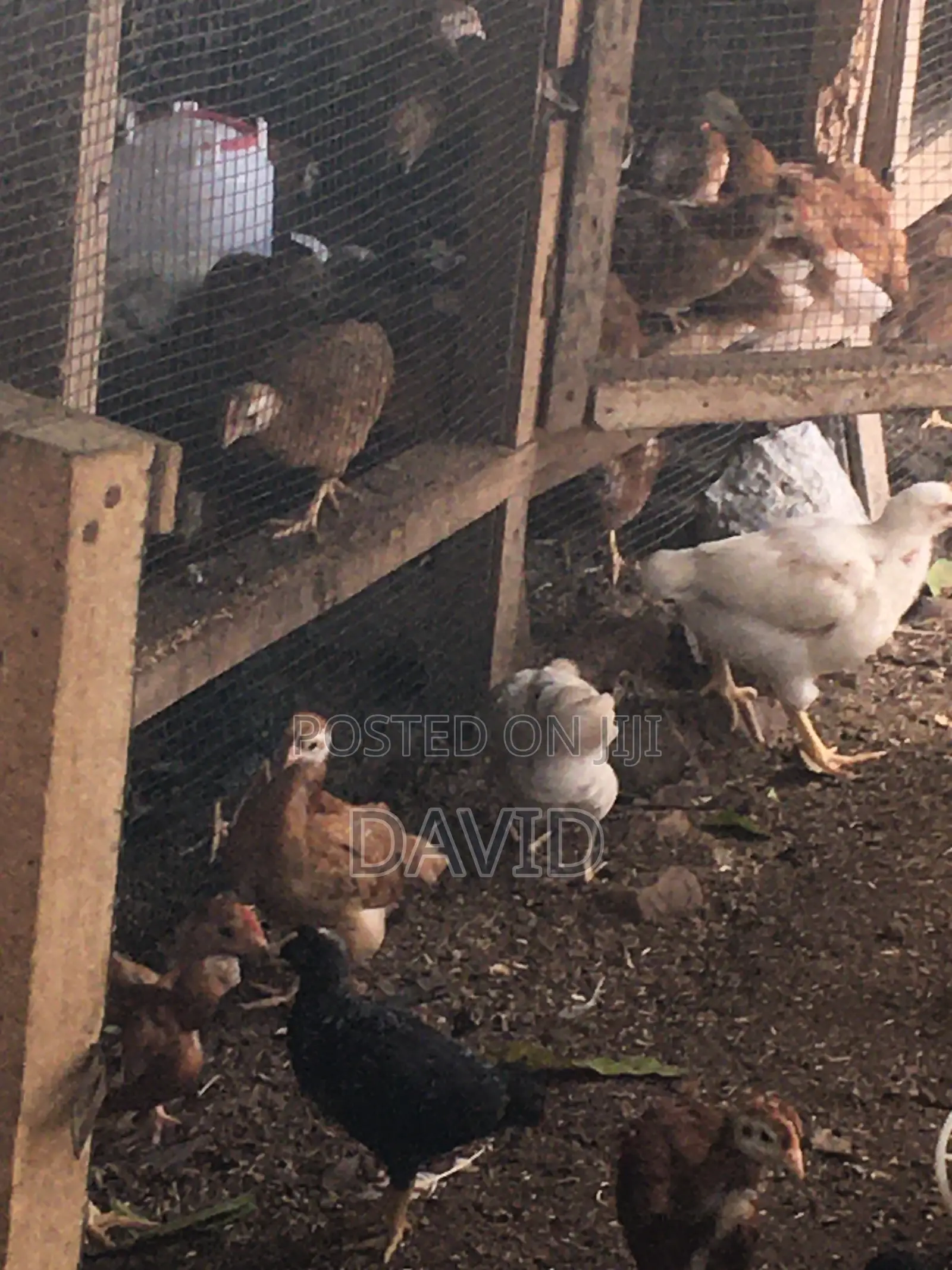 6 Weeks Chicks