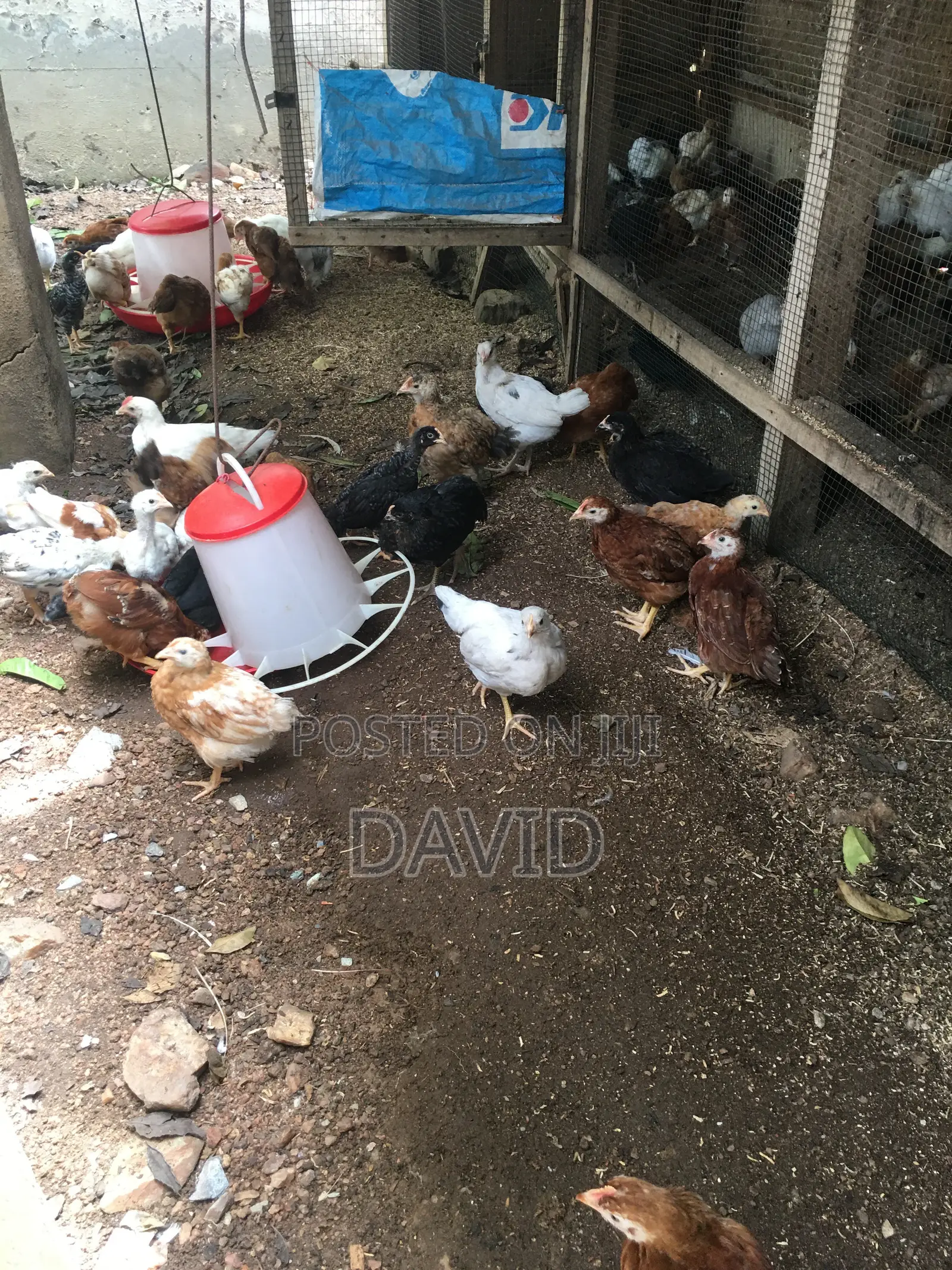 6 Weeks Chicks