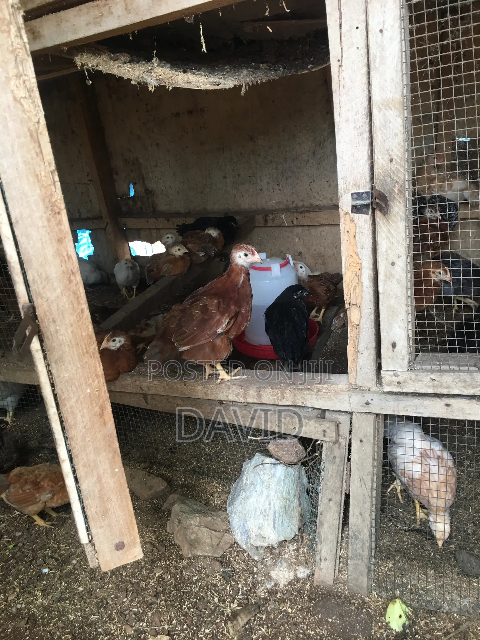 6 Weeks Chicks