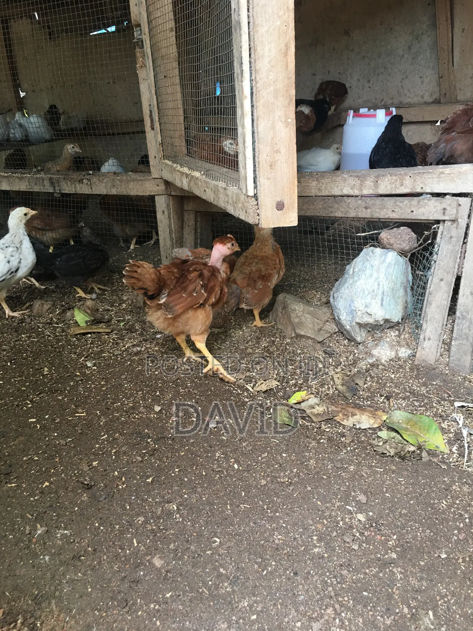 6 Weeks Chicks