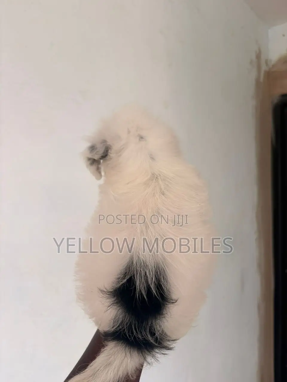 1-3 months Male Purebred Poodle