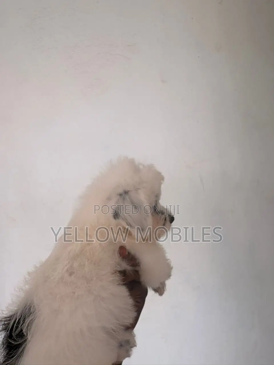 1-3 months Male Purebred Poodle