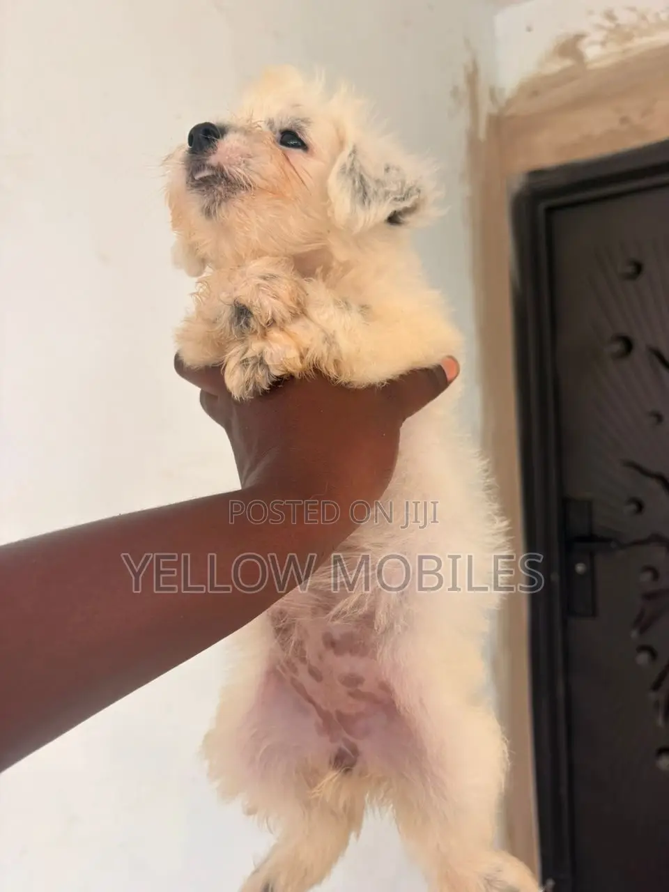 1-3 months Male Purebred Poodle