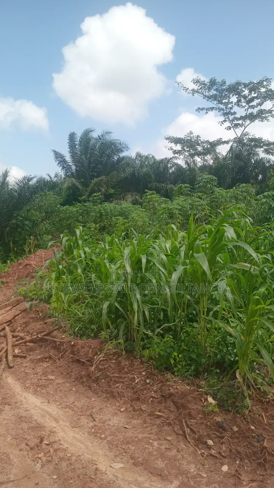 Alpha Investment Land for Sale at Kasoa Buduatta
