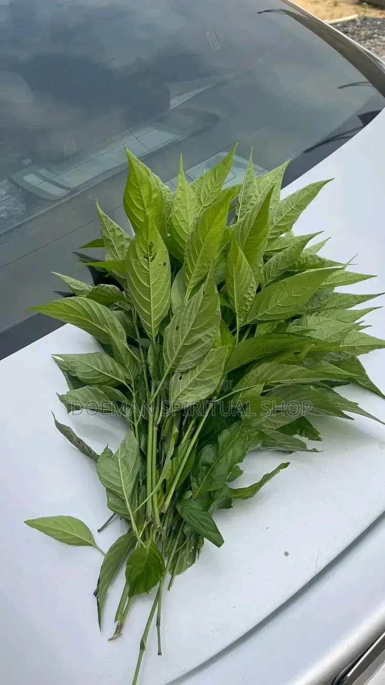 Justicia Carnea/ Yesu Mogya