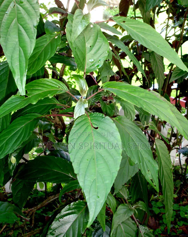 Justicia Carnea/ Yesu Mogya
