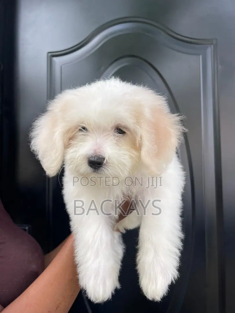 1-3 months Female Mixed Breed Maltese
