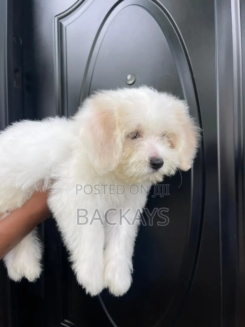 1-3 months Female Mixed Breed Maltese