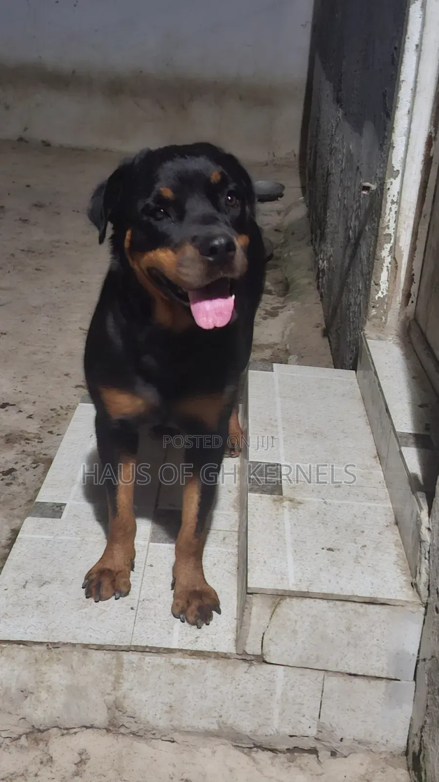 1+ year Female Purebred Rottweiler
