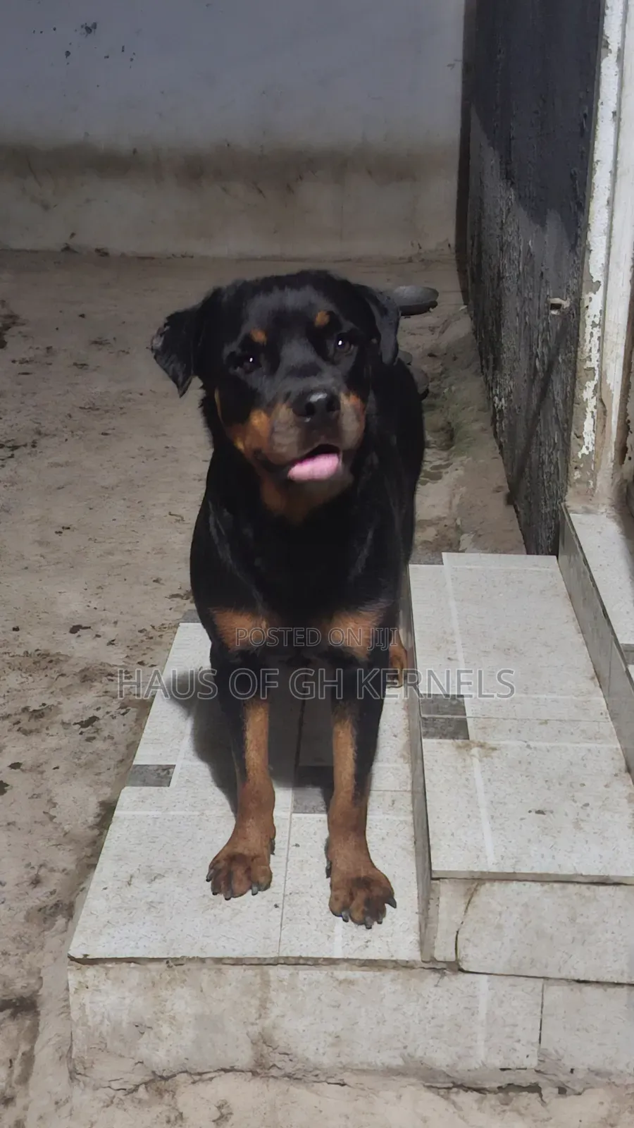 1+ year Female Purebred Rottweiler