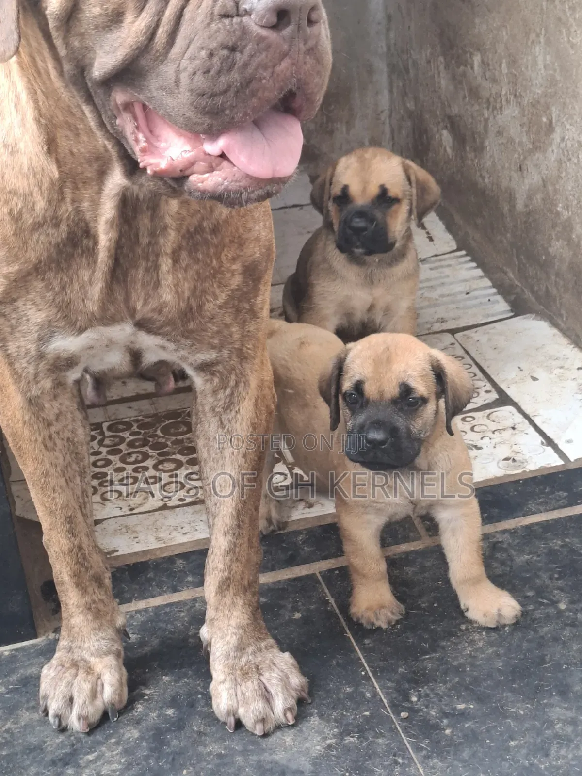 1+ year Female Purebred Boerboel