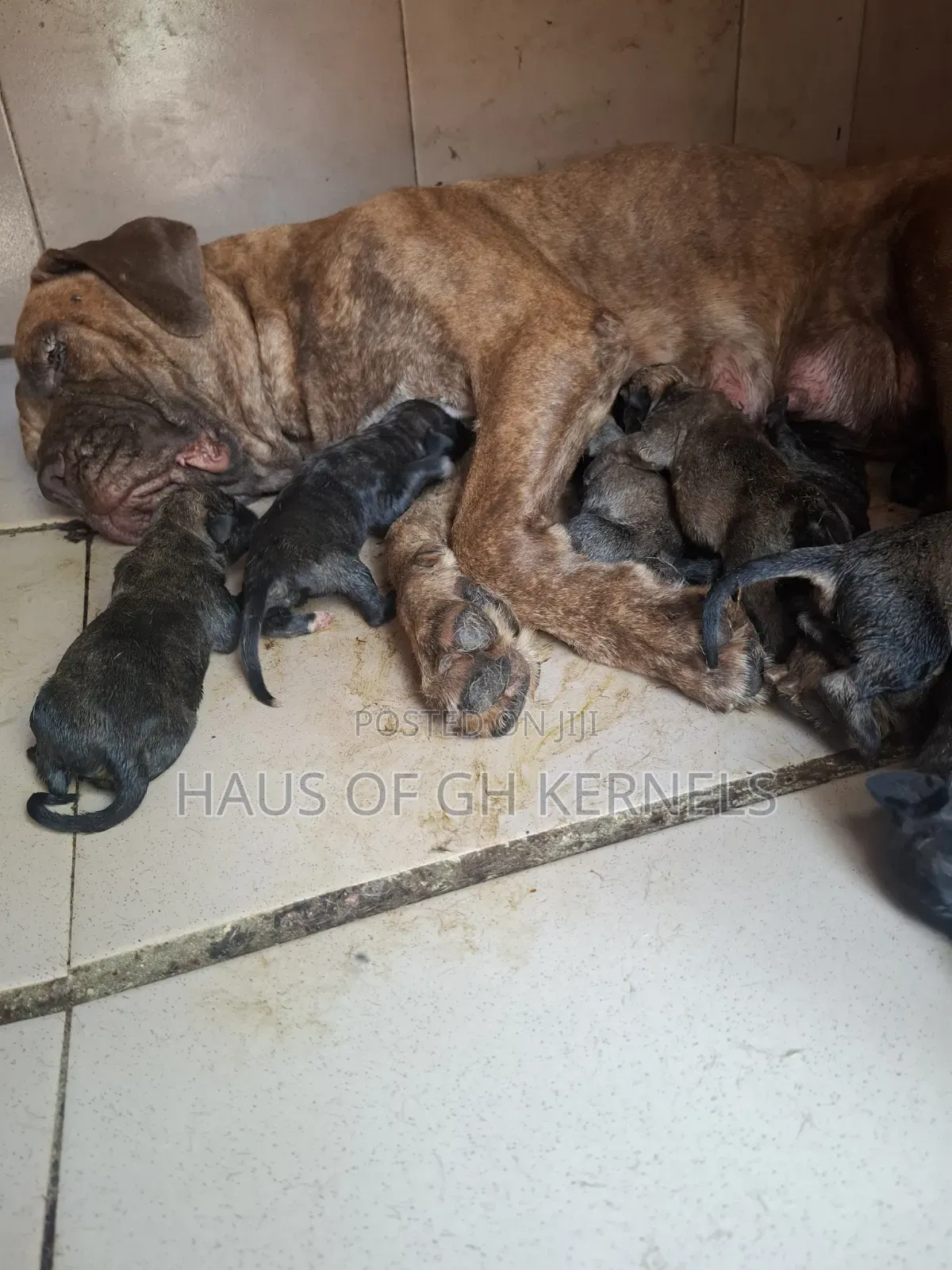 1+ year Female Purebred Boerboel