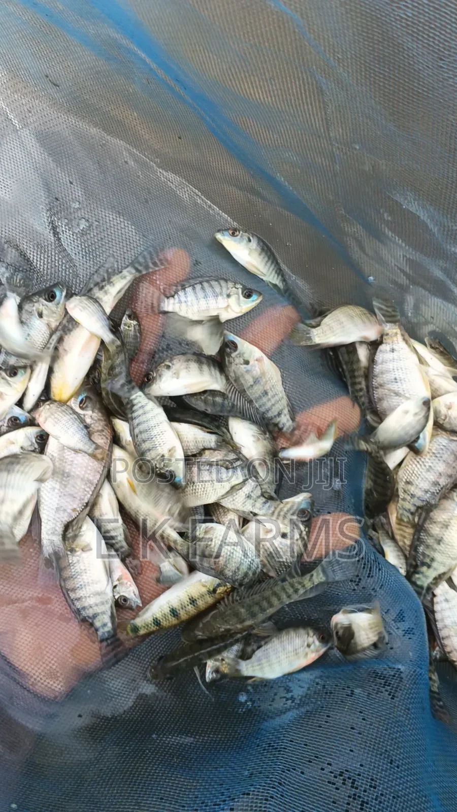 Fast Growing TILAPIA Juveniles Available in Stock
