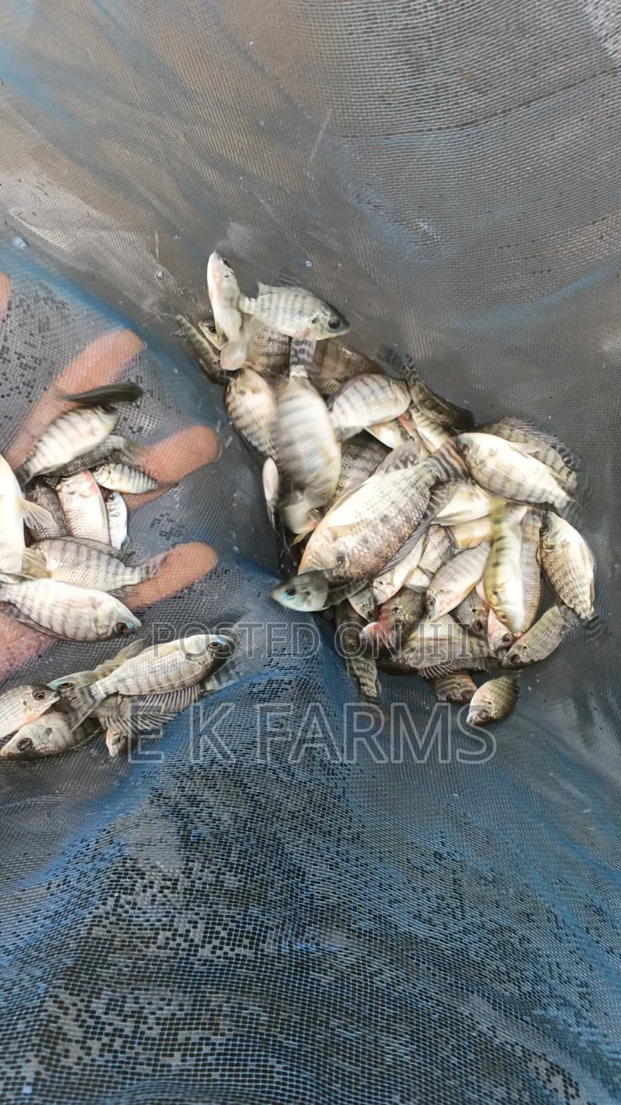 Fast Growing TILAPIA Juveniles Available in Stock