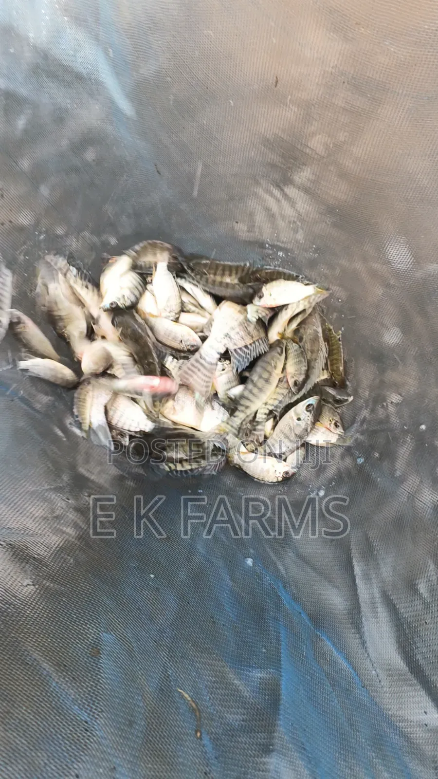 Fast Growing TILAPIA Juveniles Available in Stock