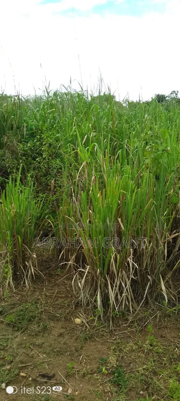 Farm Land for Sale
