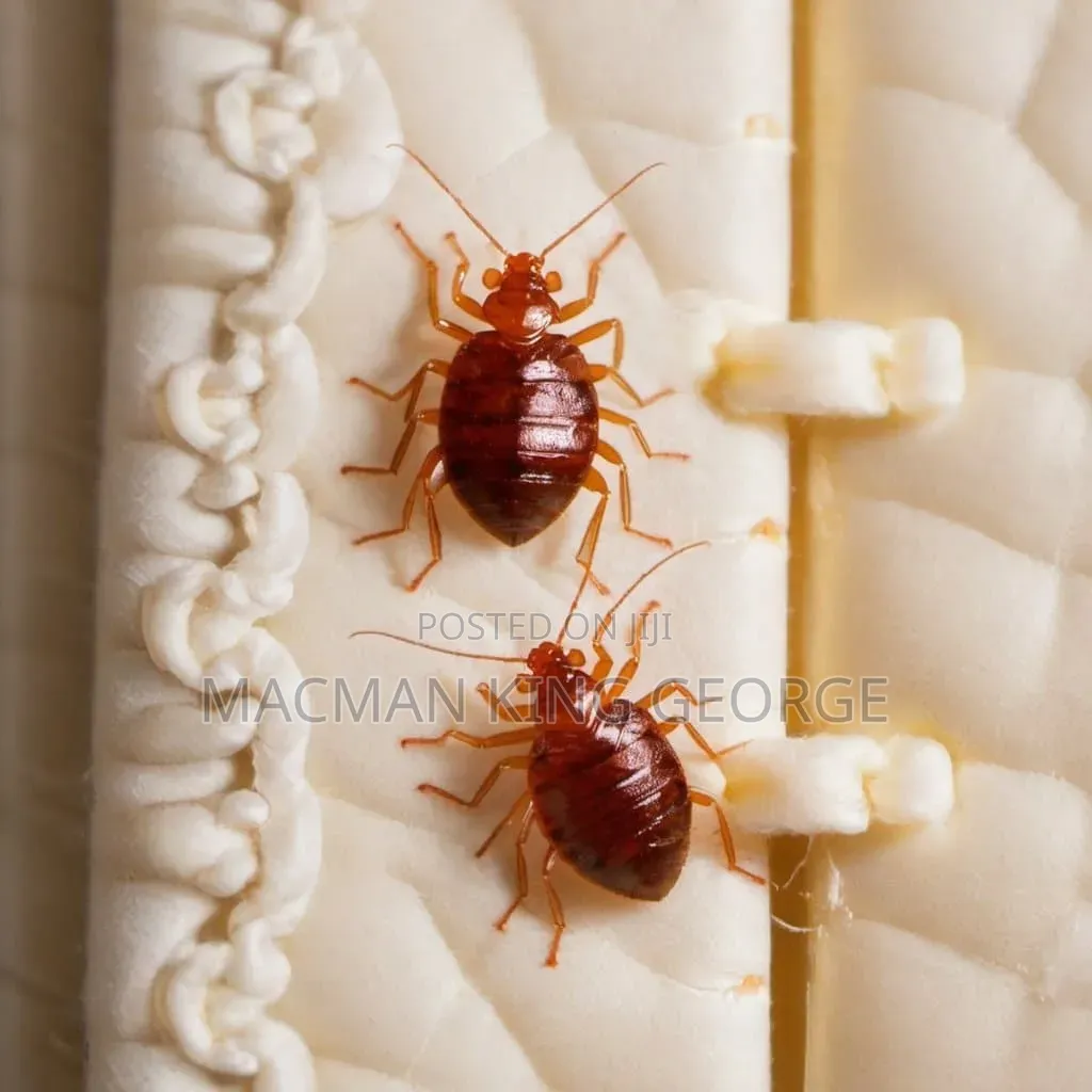 BED BUGS Mproka Expert Exterminator.