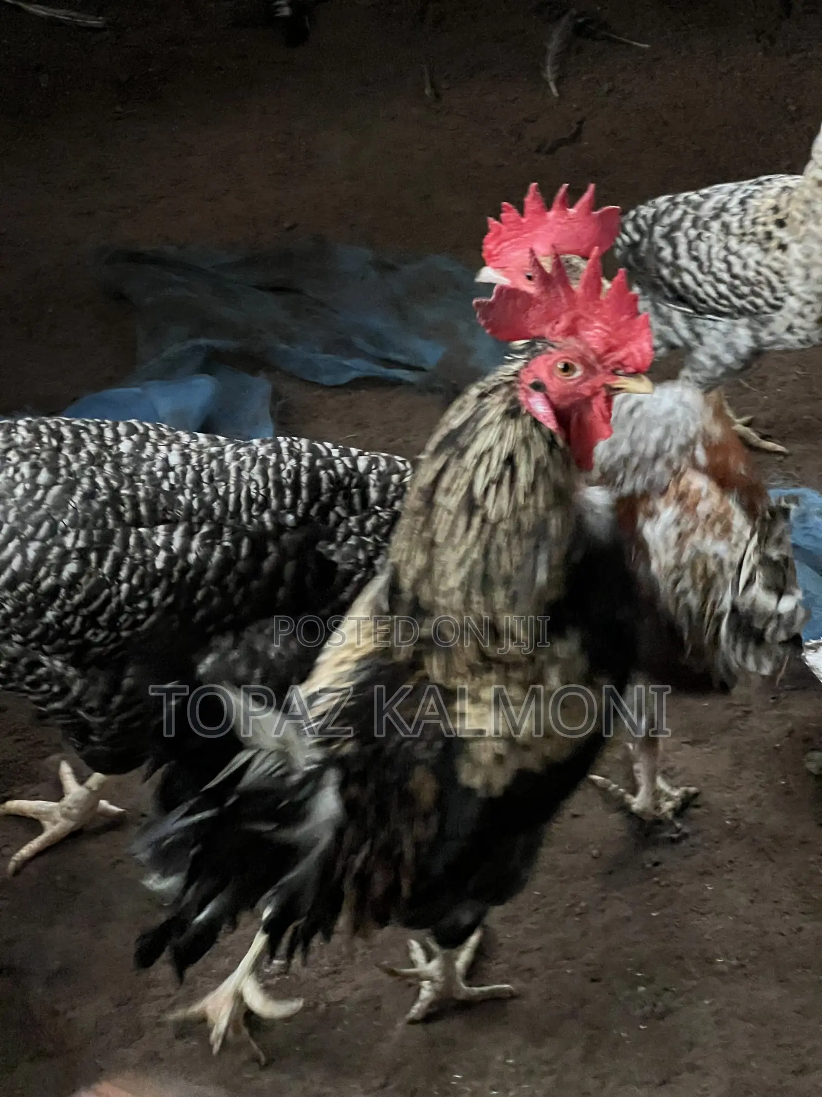Organic Local Chickens