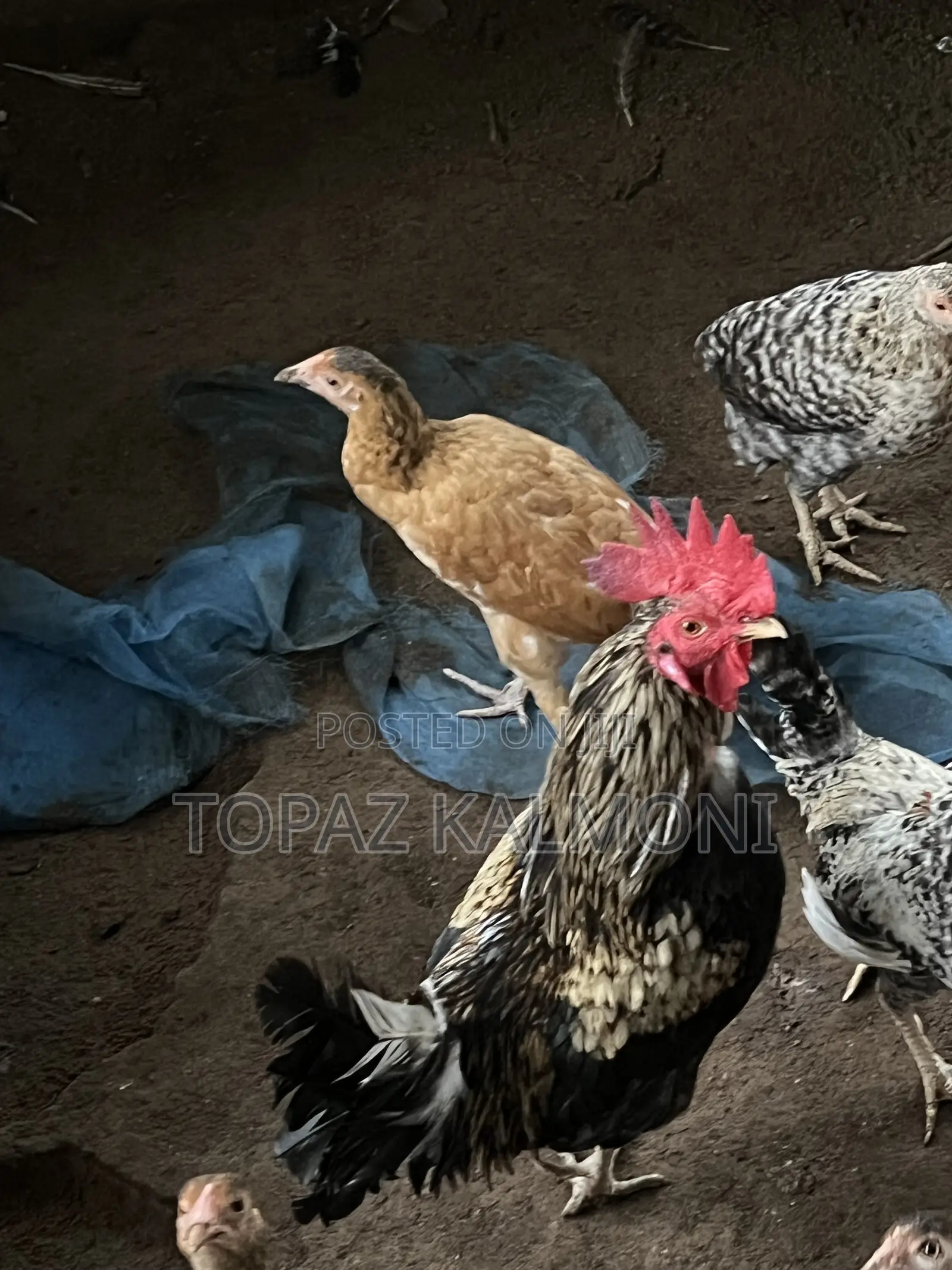 Organic Local Chickens
