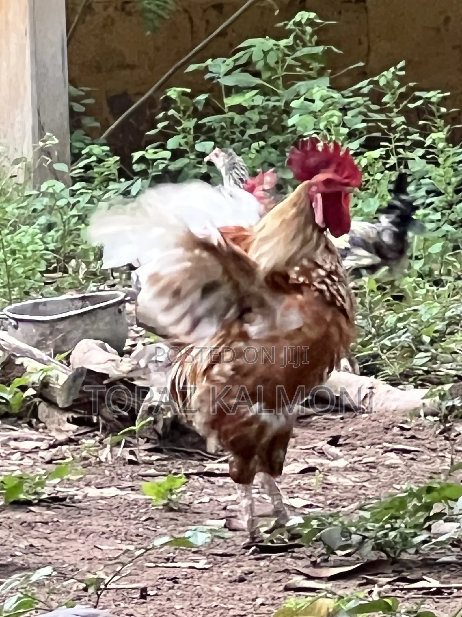 Organic Local Chickens