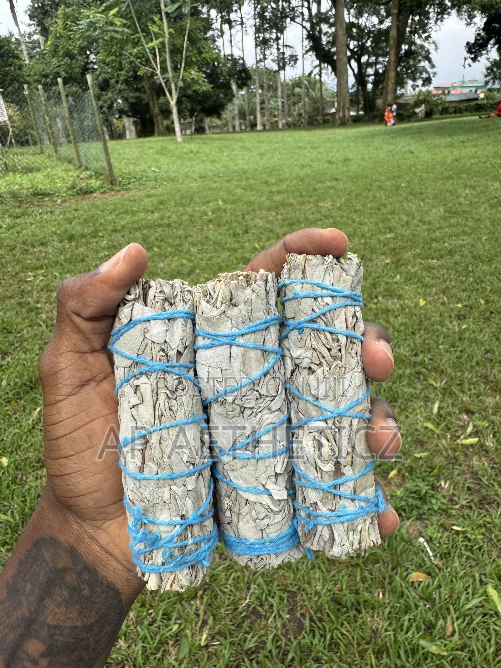 White Sage