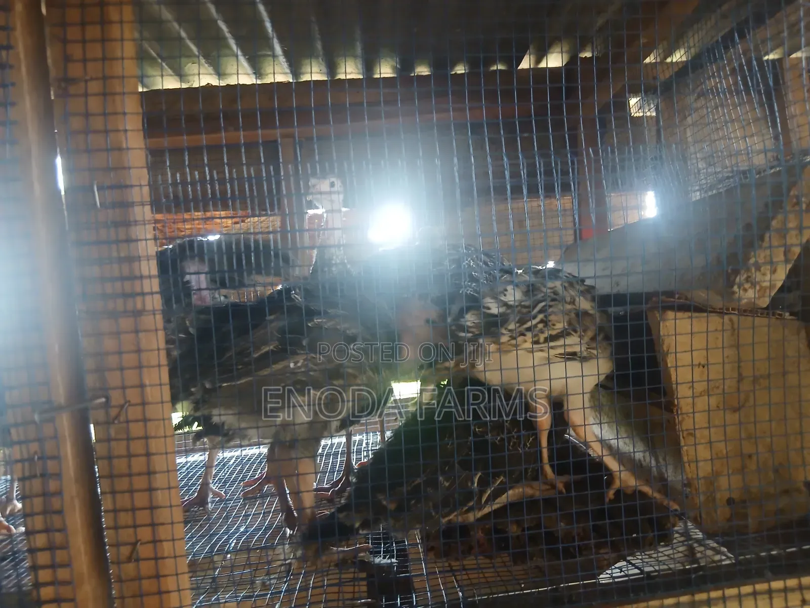 2months Old Turkeys