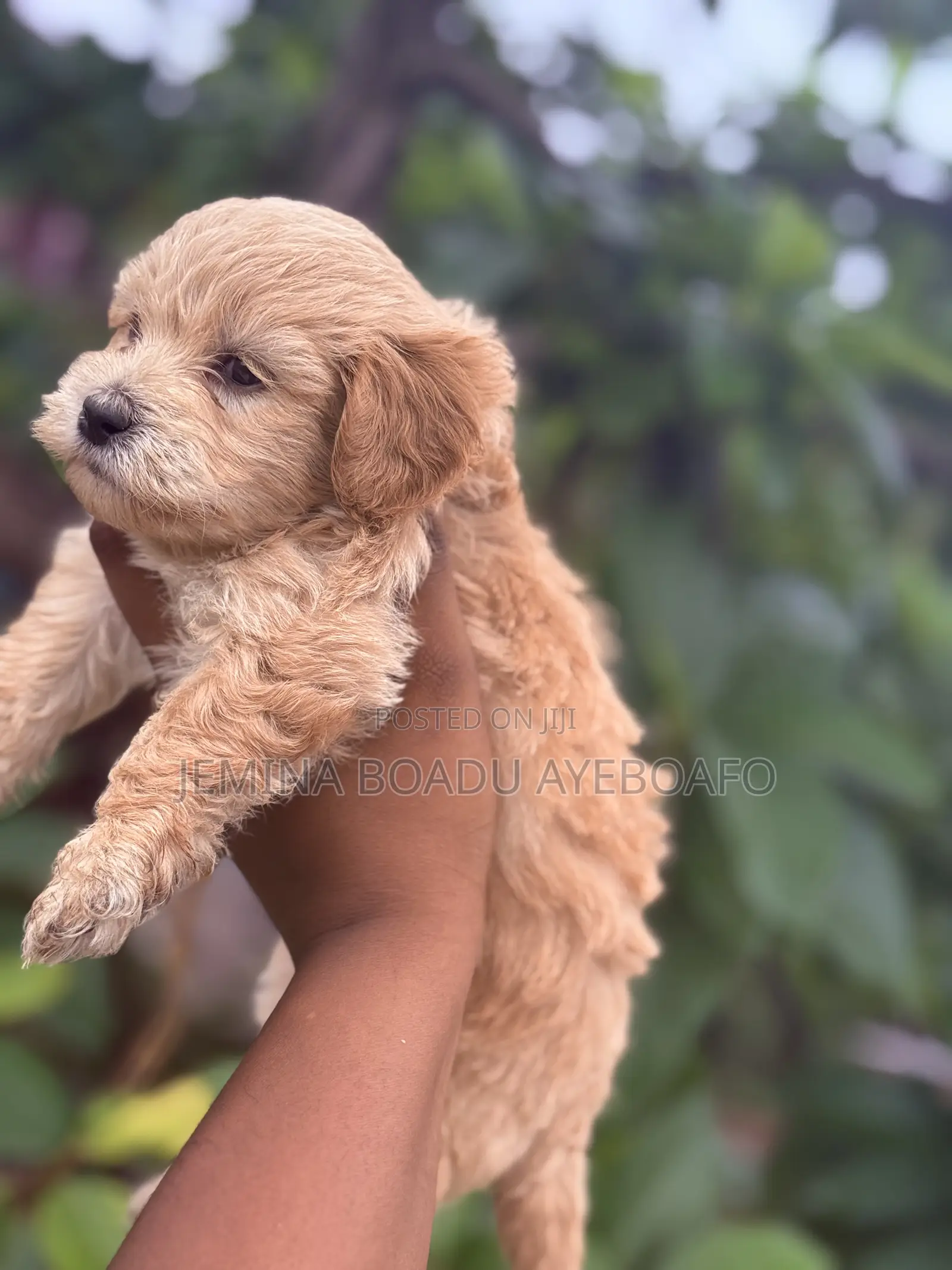 0-1 month Female Purebred Maltipoo