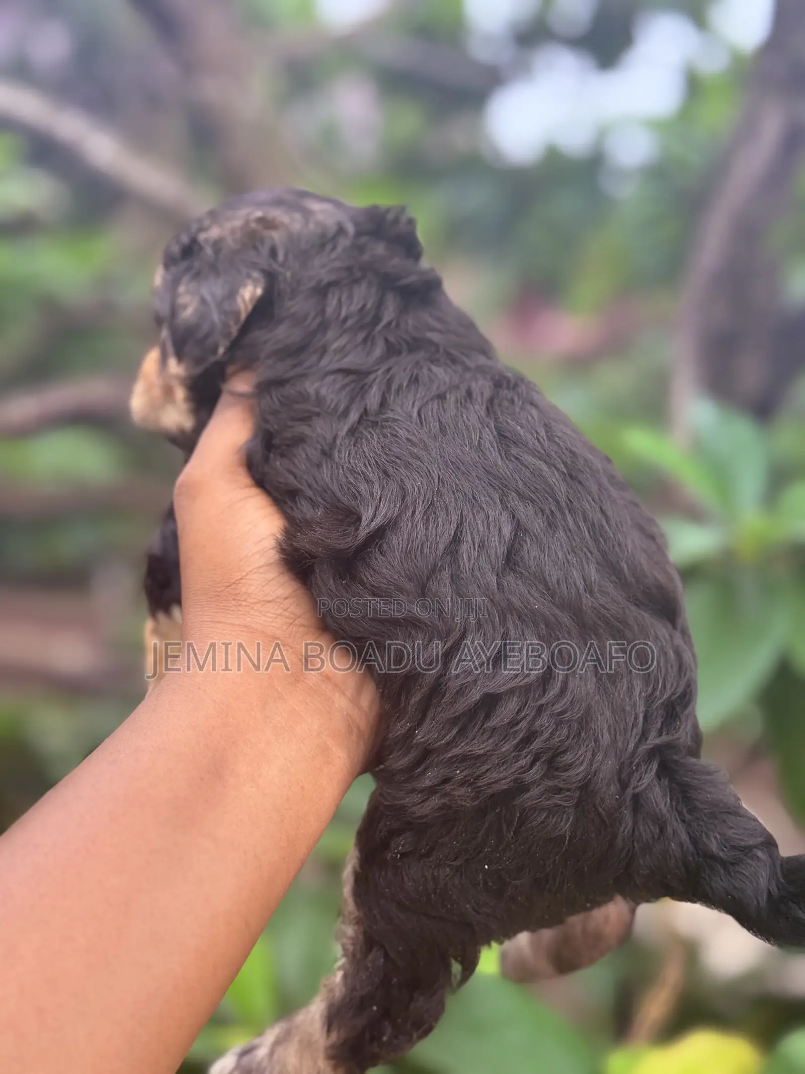 0-1 month Male Mixed Breed Poodle