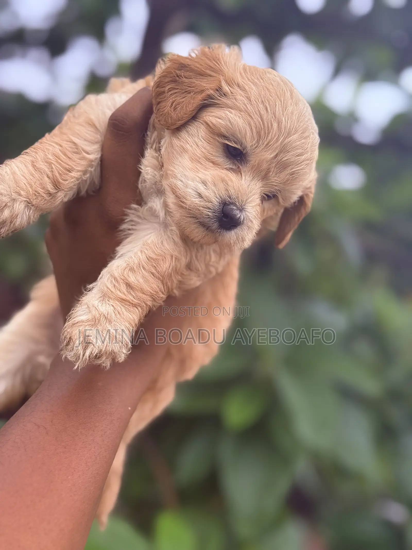 0-1 month Female Purebred Maltipoo