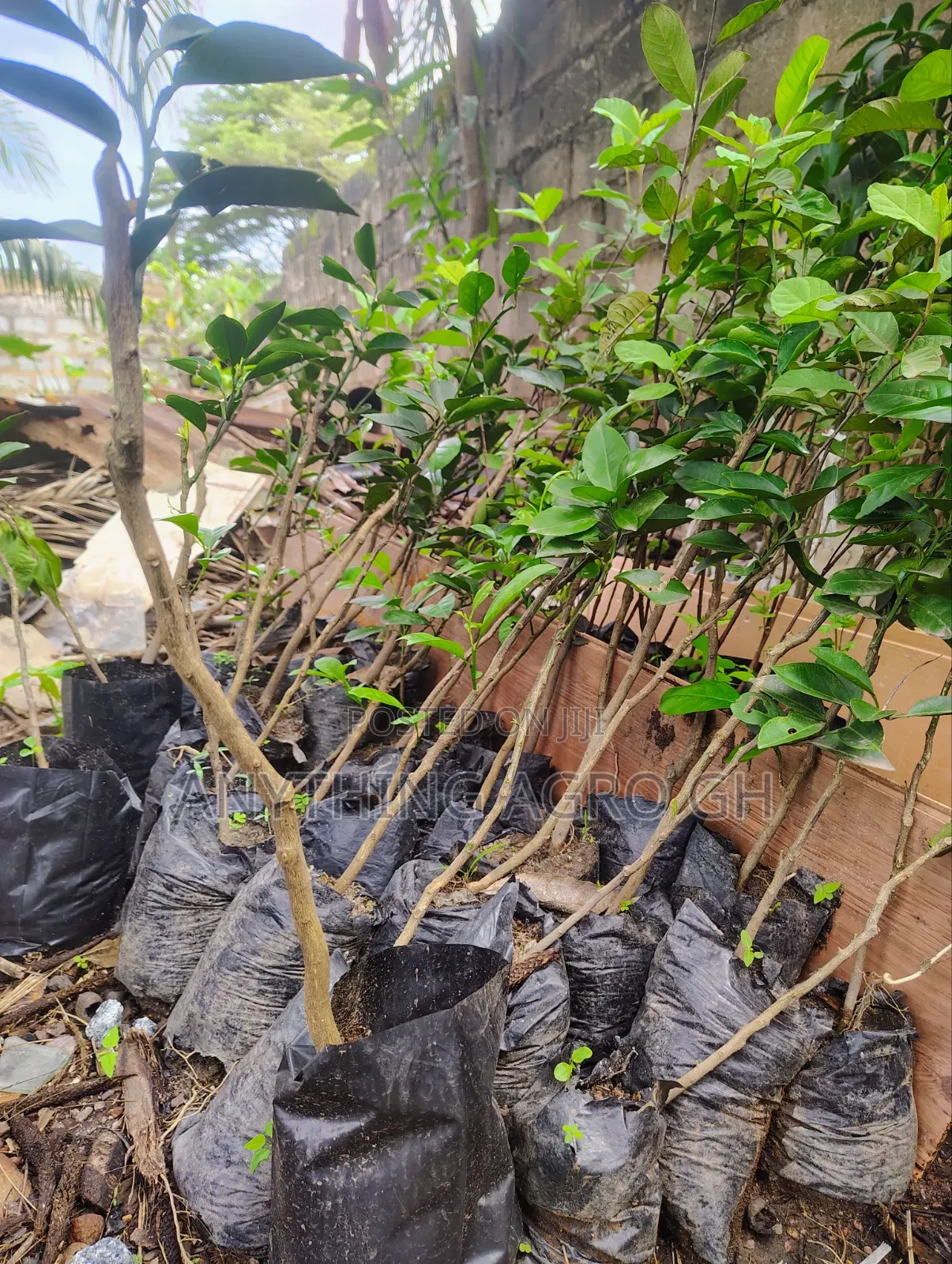 Grafted Orange and Tangerine