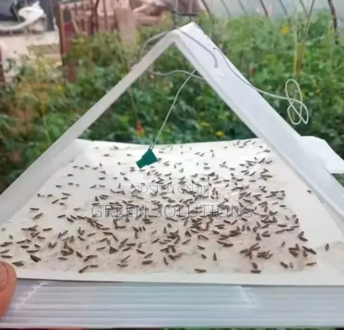 Non-Toxic Sticky Traps for Crawling Insects(15pcs /Pack)