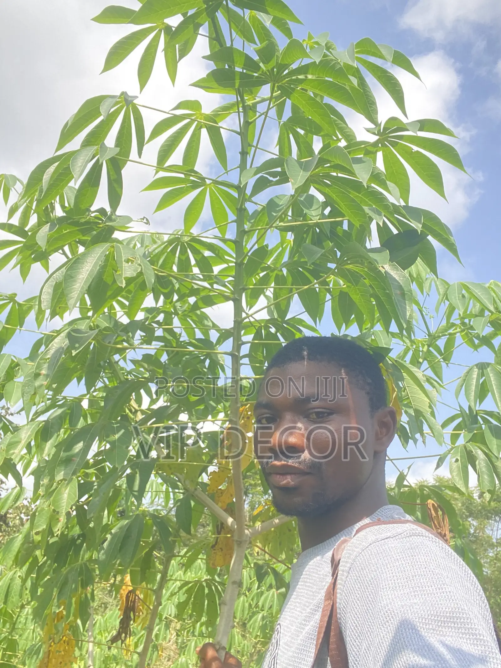 Many Acres of Cassava Available for Ethanol, Gari, Kokonte,