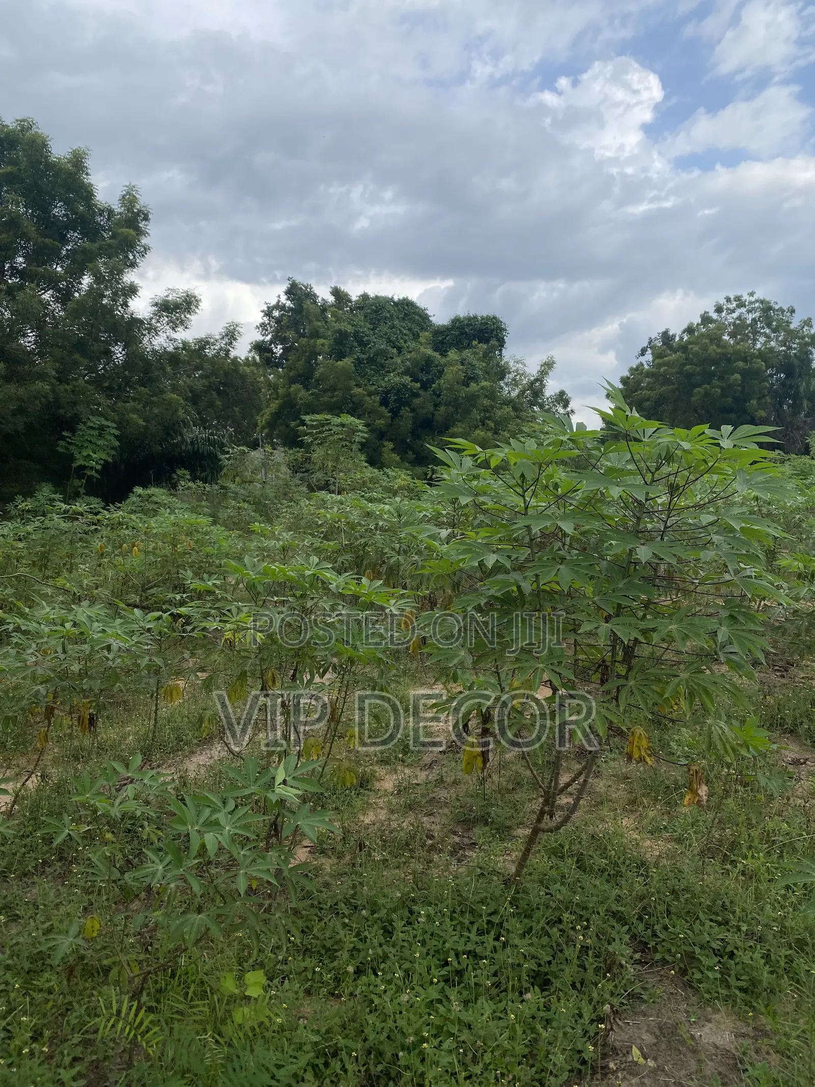Many Acres of Cassava Available for Ethanol, Gari, Kokonte,