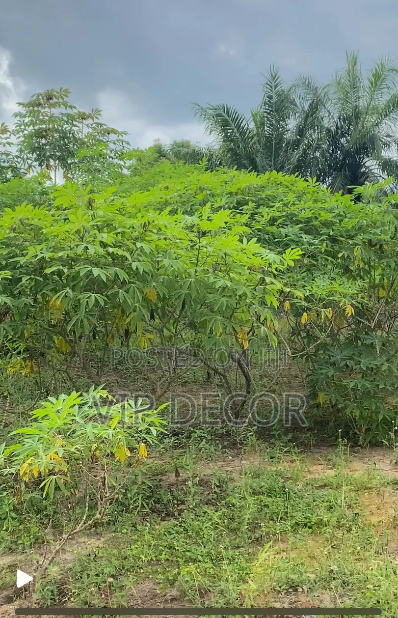 Cassava in HO