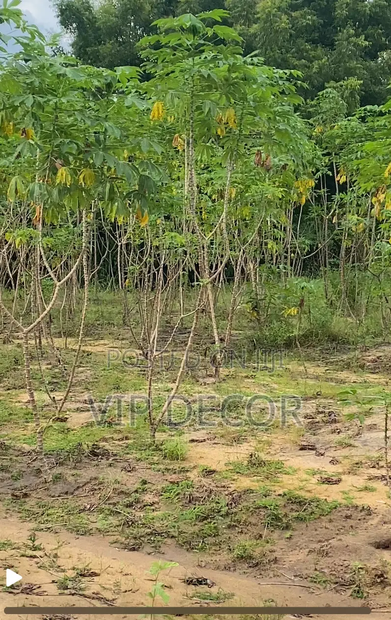Cassava in HO