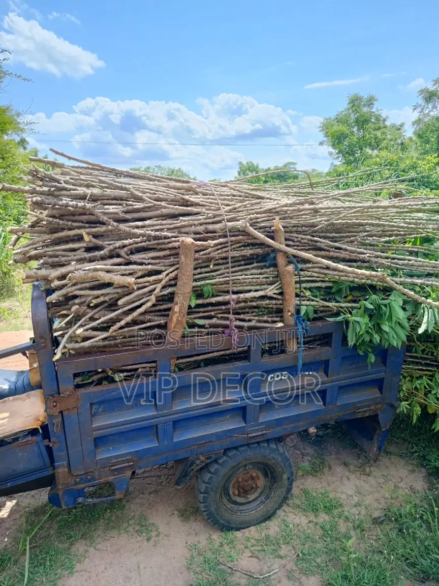 Cassava in HO