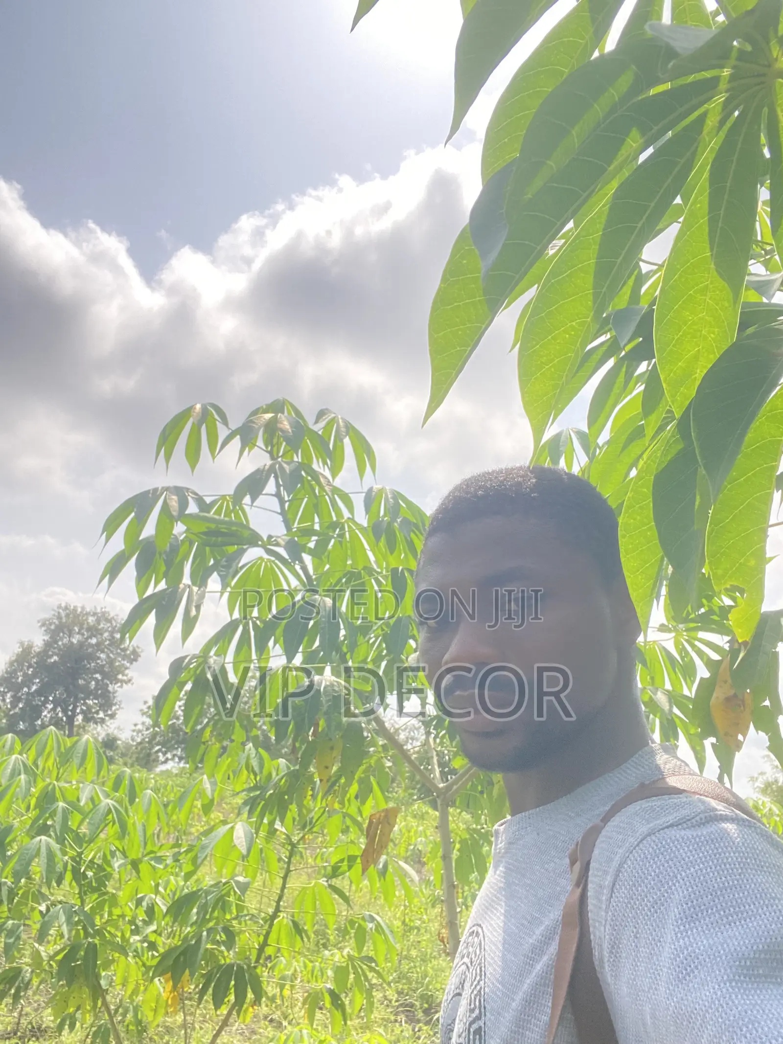 Cassava in HO