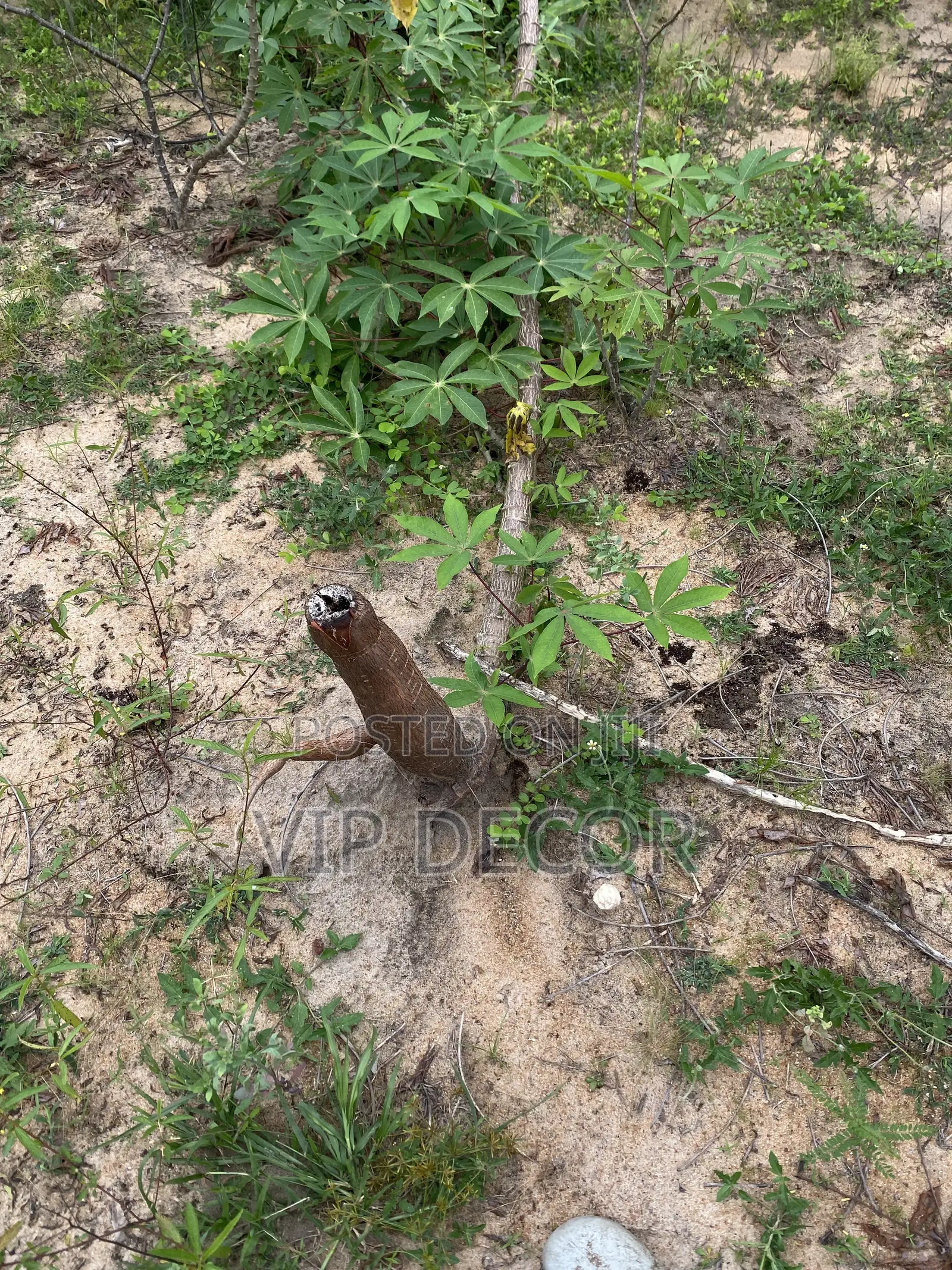 Cassava in HO
