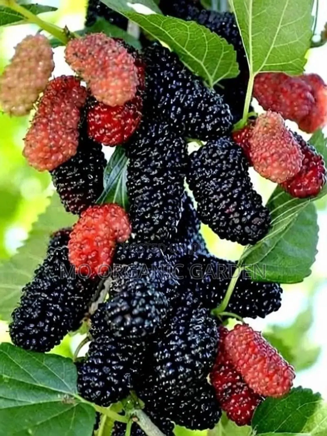 Exotic Mulberry Seedlings