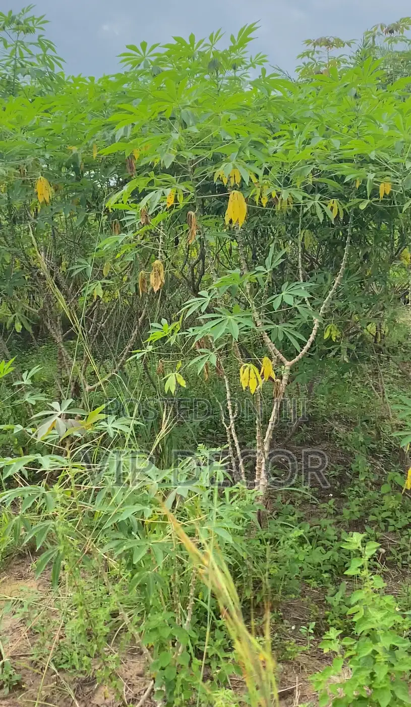 Affordable Cassava Acres Available