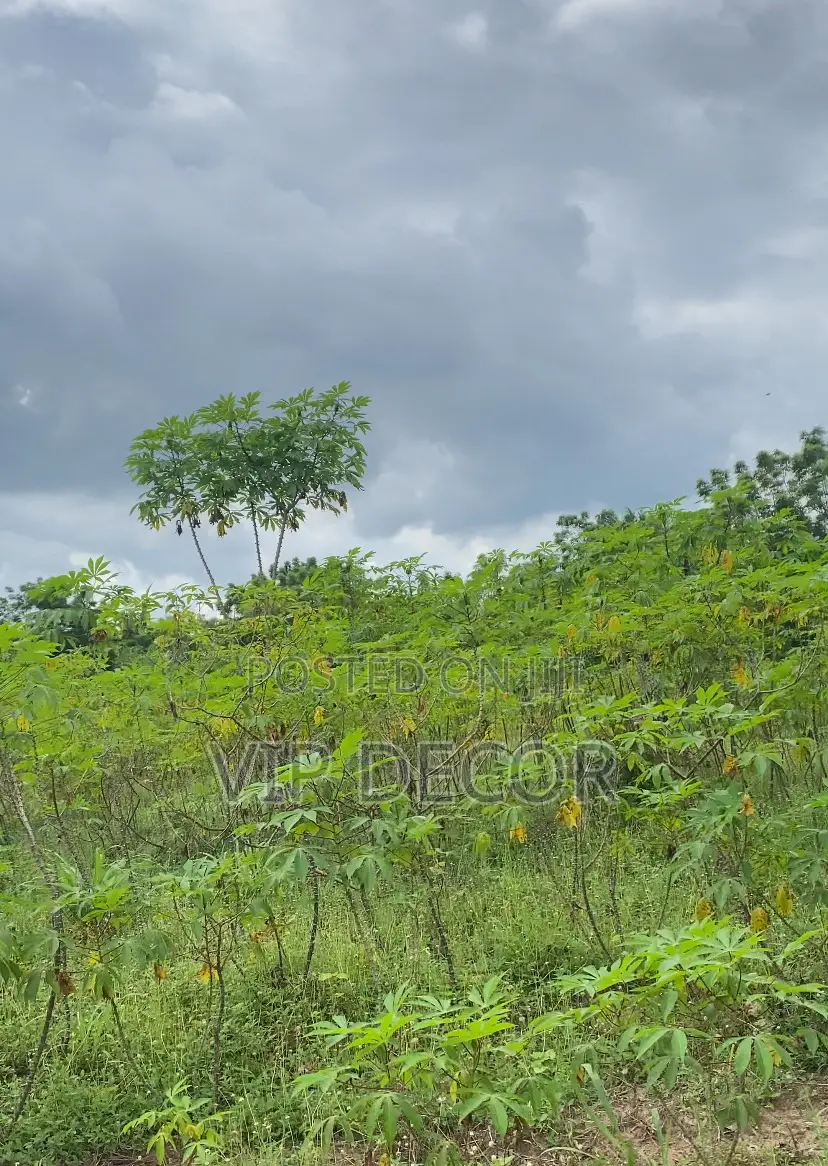 Affordable Cassava Acres Available